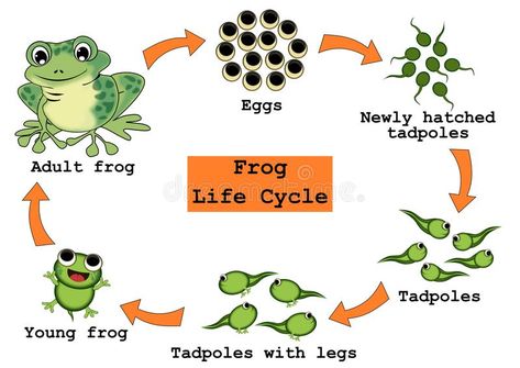 Frog Life Cycle Concept. Frog life cycle isolated illustrations concept. Description of life cycle from eggs, tadpoles, tadpoles with legs, young frog to adult stock illustration Dinosaur Sculpture, Frog Life Cycle, Lifecycle Of A Frog, Frog Life, Frog Illustration, Life Cycle, Life Cycles, Stock Illustration, Russia