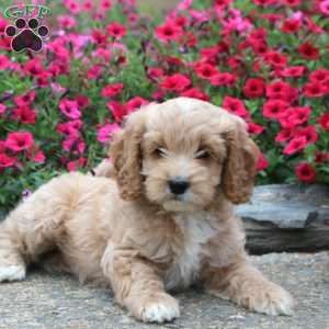 Toy Cockapoo Full Grown, Miniature Cockapoo, Mini Cockapoo, Poodle Mix Puppies, Cockapoo Puppies For Sale, Cockapoo Puppy, Maltipoo Dog, Dog Poo, Greenfield Puppies