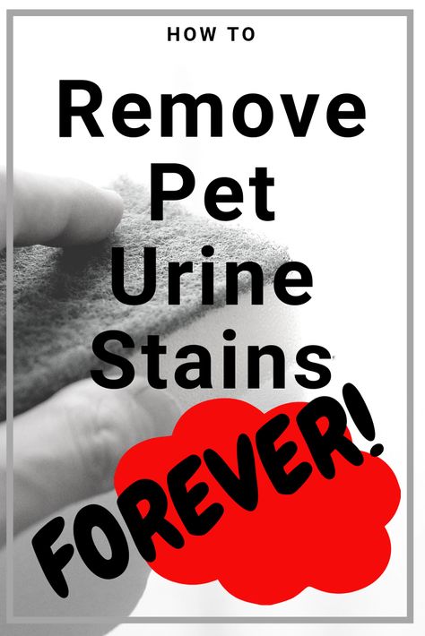 Remove Pet Urine Stains Permanently – Waggy Tales Pee Stains, Deep Cleaning Hacks, Urine Smells, Urine Stains, Dog Urine, Cleaning Painted Walls, Low Estrogen, Cat Urine, Dog Pee