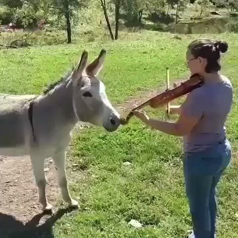 Donkey Laughing At Dog, Cute Donkey Videos, Donkey Videos Funny, Funny Donkey Videos, Donkeys Funny, Donkey Videos, Laughing Donkey, Funny Donkey Pictures, Donkey Breeds