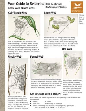 Bay Nature Magazine: How to Recognize Spiders By their Webs Summer School Art Projects, Spider Unit Study, Cool Spiders, Backyard Science, Summer School Art, Capturing Kids Hearts, Spider Unit, Nature Magazine, Ambleside Online