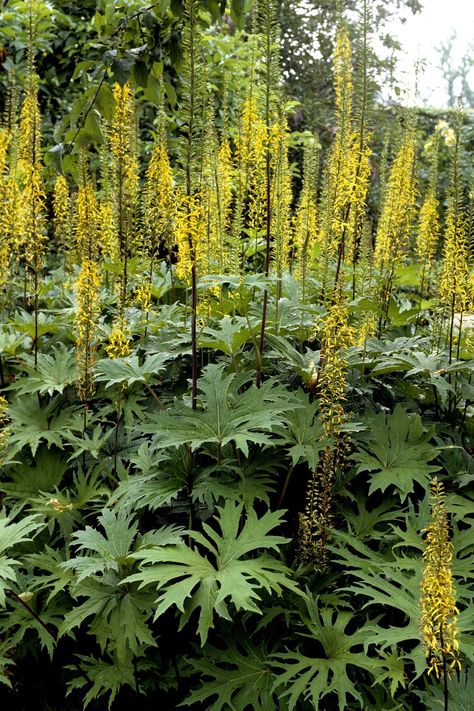 Ligularia Przewalskii Ligularia Przewalskii, Shady Border, Types Of Hydrangeas, Shade Garden Design, Australian Native Garden, Shade Garden Plants, Oakleaf Hydrangea, Garden Plans, Beautiful Plants