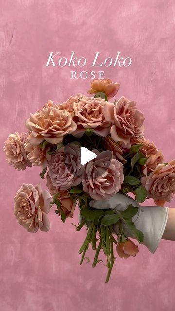 Heirloom Roses on Instagram: "Koko Loko is the “it girl” of the garden 💅🌹 #roses #cutflowers #flowers" The It Girl, Heirloom Roses, Garden Roses, July 11, It Girl, Cut Flowers, The Garden, Roses, Flowers