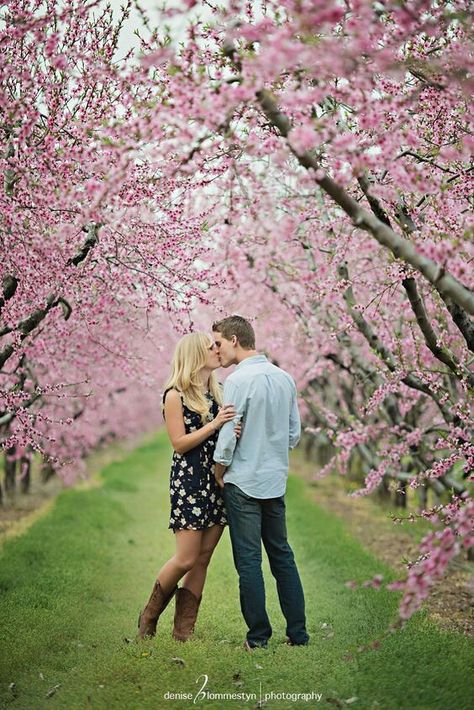 Orchard Photoshoot, Blossom Pictures, Cherry Blossom Pictures, Engagements Pictures, Spring Family Pictures, Peach Orchard, Couples Inspiration, Chatham Kent, Couple Ideas