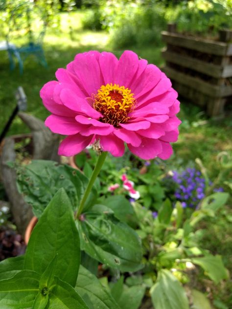 Pink Zinnias, Flower Pictures, Pink, Flowers, Plants