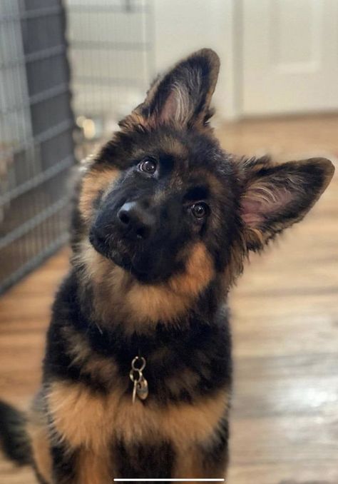 German Sheperd Dogs, Cute Dogs Images, Very Cute Puppies, German Shepherd Puppy, Super Cute Puppies, Cute Animals Puppies, Very Cute Dogs, Shepherd Puppy, Really Cute Dogs