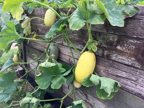 Spaghetti Squash Plant: Tips On Growing Spaghetti Squash Store Spaghetti Squash, Spaghetti Squash Plant, Squash Companion Plants, Spaghetti Squash Seeds, Vegetable Spaghetti, Squash Plant, Squash Varieties, Squash Seeds, Organic Compost