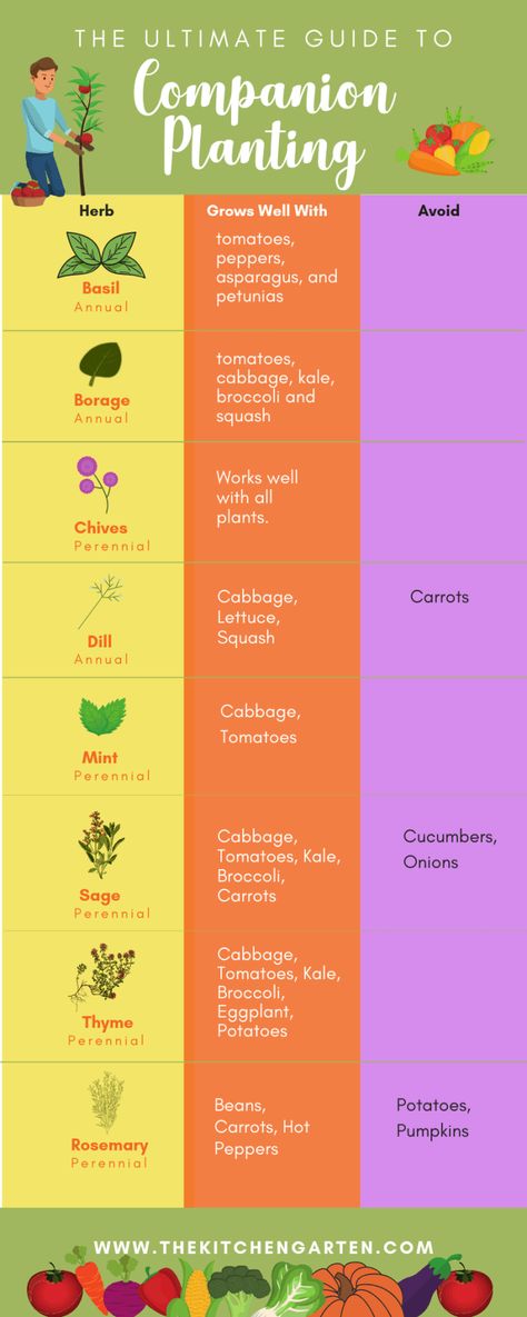 Companion Planting for Vegetables and Herbs - The Kitchen Garten Herb Companion Planting, Plantarea Legumelor, Companion Planting Guide, Gemüseanbau In Kübeln, Chives Plant, Companion Planting Vegetables, Veggie Gardens, Tattoo Plant, Planting Guide