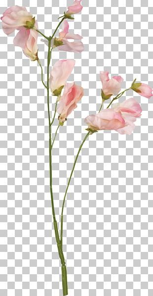 Family Picture Background Ideas, Flowers No Background, Flower Png Aesthetic, Flowers Clear Background, Conceptual Tattoo, Aesthetic Pressed Flowers Png, Botanical Flowers Png, Biological Illustration, Cottagecore Flowers Png