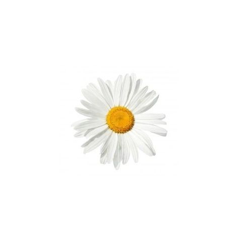 White Flower Icon, Aesthetic Daisy Flower, Photos With White Background, Daisy Icon, Flower Fillers, Minimal Art Design, Flower Home Decor, Vintage Flowers Wallpaper, Minimalist Icons