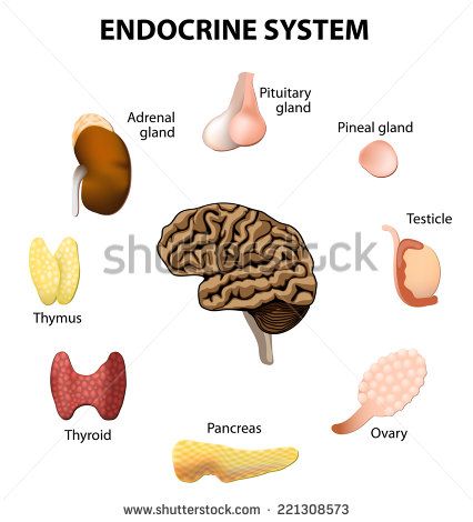 Pancreas Stock Photos, Images, & Pictures | Shutterstock Low Energy Remedies, Tiredness Remedies, Endocrine Disruptors, Pituitary Gland, Pineal Gland, Adrenal Glands, Thyroid Gland, Medical Terminology, Holistic Remedies