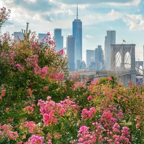 Sunday, August 23rd, 2020, Good Morning! | Viewing NYC Pink New York Aesthetic, Brooklyn Summer, Flower Flash, New York Noel, Pink New York, Nyc Spring, Spring In New York, Nyc Aesthetic, Manhattan Ny