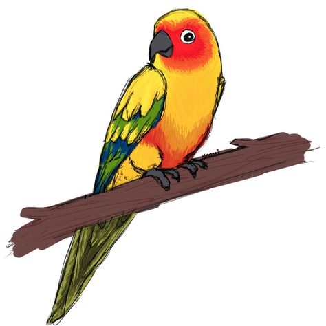 Sun Conure Painting, Sun Conure Drawing, Sun Conure Tattoo, Sun Conures, Conure Bird, Bird Carrier, Bird Study, Monkey Drawing, Parrot Art