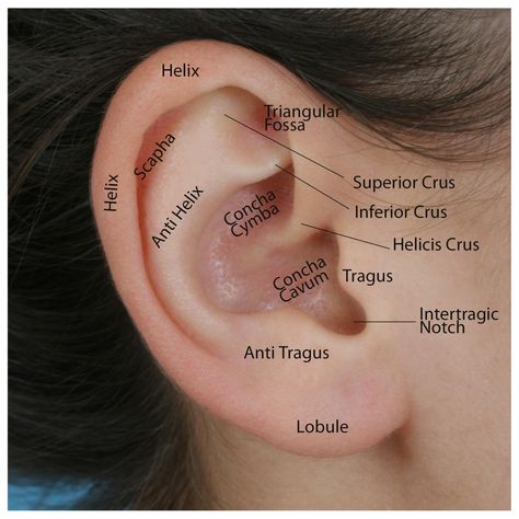 The external ears are made of cartilage and skin. There is a robust blood supply and nerve supply to the ear, making the ears as highly vascular External Ear Anatomy, Ear Diagram, Ear Anatomy, Medical Mnemonics, Outer Ear, Middle Ear, Human Ear, Human Body Anatomy, Ear Parts