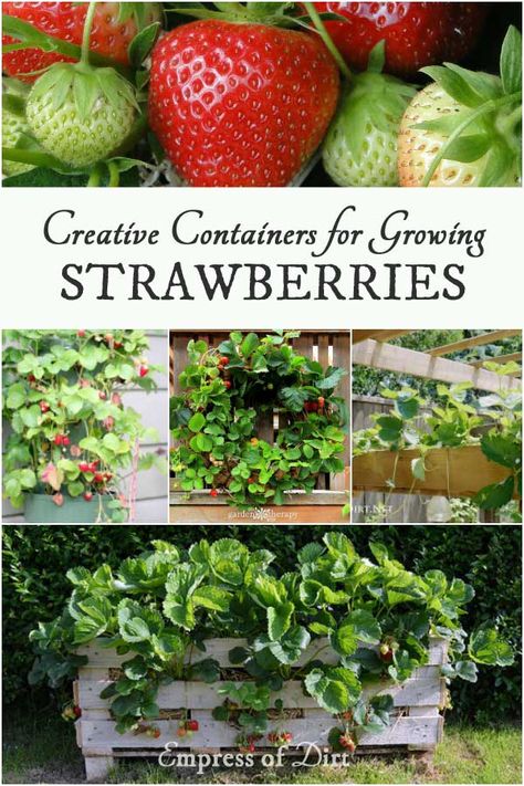 Creative Containers for Growing Strawberries with ideas from Empress of Dirt, Garden Therapy, and Lovely Greens. Fruit Garden Landscape, Strawberry Growing, Growing Strawberries In Containers, Lovely Greens, Strawberries In Containers, Pot Gardening, Grow Garden, Living Wreath, Backyard Farm