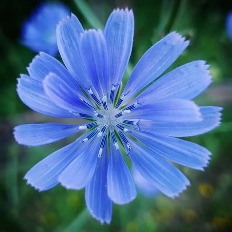 Chicory Flower Illustration, Chicory Tattoo, Chicory Flower, Blackberry Tattoo, Cichorium Intybus, Spirit Guardian, Plant Spirit, Botanical Images, Flower Borders