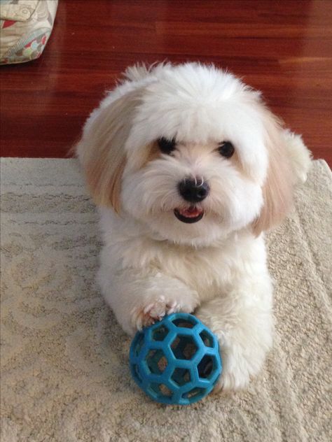 Beau and his favorite toy. Cotton De Tulear, Coton De Tulear Dogs, Shih Tzu Puppies, Coton De Tulear, Havanese Puppies, Havanese Dogs, Maltese Dogs, Lhasa, Puppy Adoption