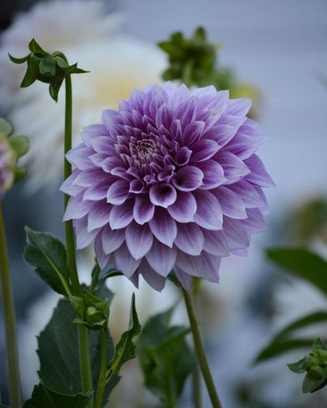 Dahlia Flower Bouquet, Dahlia Purple, Purple Dahlia, Dahlia Flower, Dahlia, Flowers Bouquet, Flower Garden, Planting Flowers, Cactus