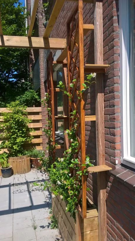 Cat Jungle Gym, Outdoor Cat Tree, Diy Cat Shelves, Diy Cat Enclosure, Katt Diy, Cat Jungle, Cat Ladder, Cat Climber, Cat Stairs