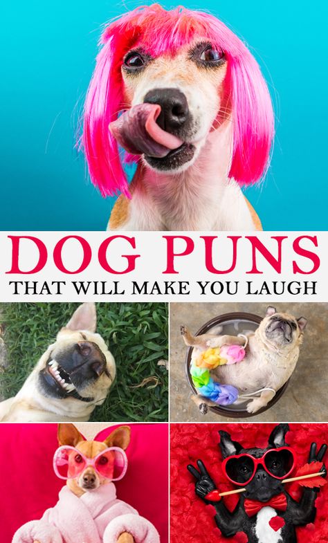 Funny Dog Puns, Nose Puns, Bad Pun Dog, Pet Puns, Party Jokes, Funny Dog Jokes, Birthday Puns, Dog Puns, Funny Dog Faces