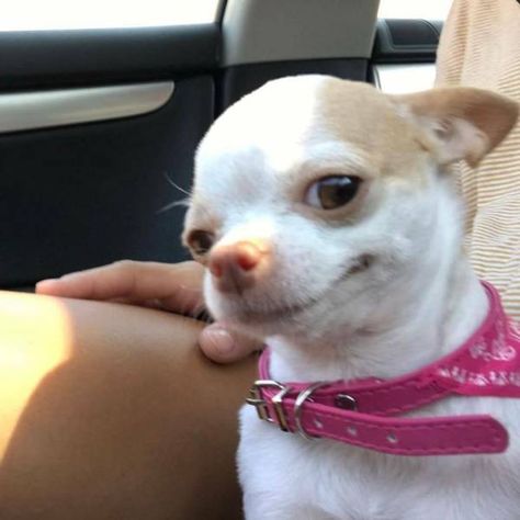 Reaction Pics, Animal Memes, Funny Animal, Reaction Pictures, Mood Pics, Animal Pictures, Chihuahua, Funny Animals, Funny Memes