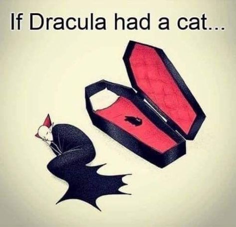 Vampire Fangs, Old Cats, Kittens Funny, Funny Animal Memes, Internet Funny, Cartoon Cat, Crazy Cat Lady, Dracula, Animal Memes