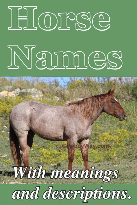 We have a long list of horse names along with their meanings, or with the description of a famous horse, animal, or person with the same name. Many names are unique and could be just right for your special horse. Blue Roan Horse Names, Horses Names List, Horse Breeds For Beginners, Cute Horse Names, Cool Horse Names, Horse Names List, Horse Names Ideas, Female Horse Names, Horse Names With Meanings