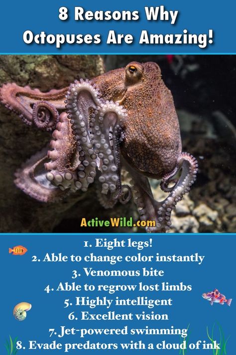 Ocean Lessons, Octopus Project, Octopus Facts, Ocean Facts, Octopus Species, Animal Facts For Kids, Animal Intelligence, Conversation Starters For Kids, Fun Facts For Kids