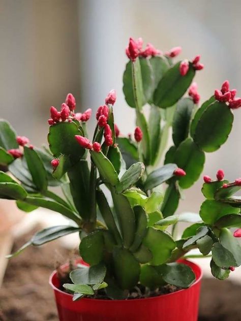 Christmas Cactus colorful houseplant Cat Friendly Plants, Christmas Cactus Plant, Cactus Png, Garden Cactus, Amaryllis Bulbs, Cat Plants, Fall Garden Vegetables, Indoor Trees, Winter Plants