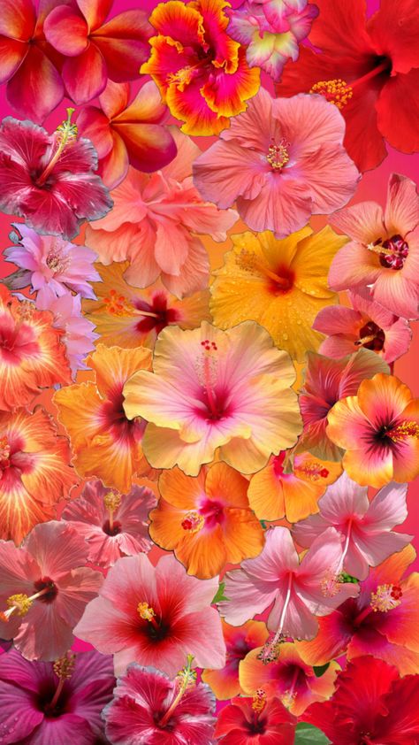 #myfirstshuffle #tropicalmood #pink #wallpaper #flowersaesthetic #flowers Flower Collage Wallpaper, Streetwear Wallpaper, Wallpaper Pink And Orange, Flower Collage, Iphone Lockscreen Wallpaper, Collage Wallpaper, Cute Flower Wallpapers, Iphone Wallpaper Photos, Pastel Pink Aesthetic