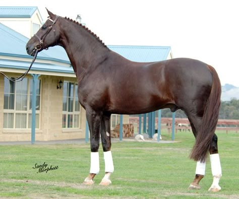 Liver chestnut- the darkest shade of a chestnut horse (ee aa, ee Aa, or ee AA), resembling a dark red or brick color Liver Chestnut, Horse Standing, Horse Competition, Warmblood Horses, Horse Coats, Horse Colors, Horse Boarding, Chestnut Horse, Dream Horse