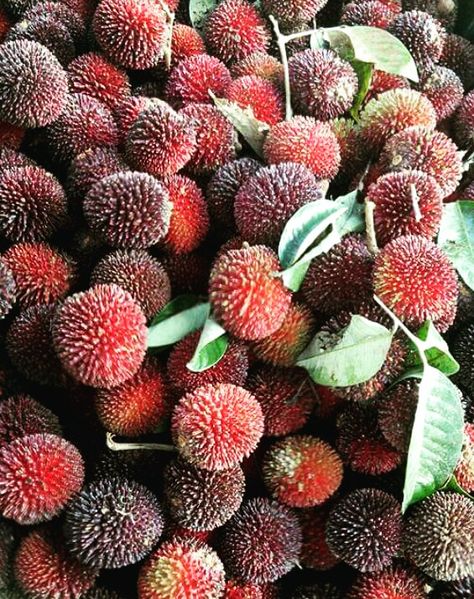 Pulasan Pulasan Fruit, Fruit Trees, Cocoa, Trees, Fruit, Plants, The World, Quick Saves