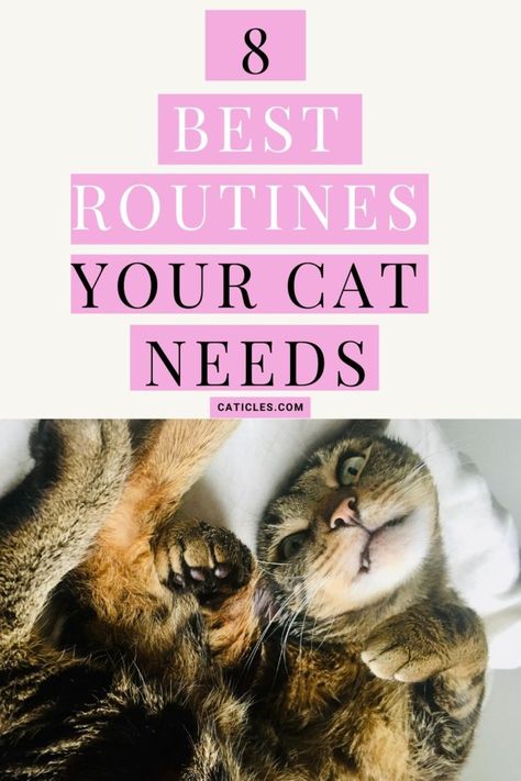 Best daily routines that actually keep indoor cats happy Cat Rooms, Kitten Training, Healthy Cat Food, Cats Happy, Single Cat, Cat Problems, Cat Advice, Cat Needs, Cat Happy