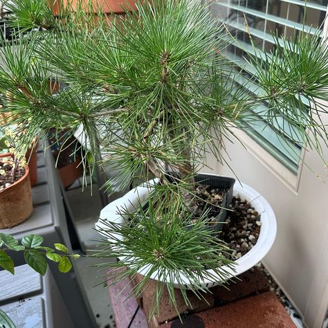 ✂️ How and When Should I Cut Back My Japanese Black Pine? Japanese Black Pine Tree, Black Pine Bonsai, Japanese Black Pine, Pine Bonsai, Bonsai Ideas, Wood Trees, Tree Growth, Eastern White Pine, Black Pine