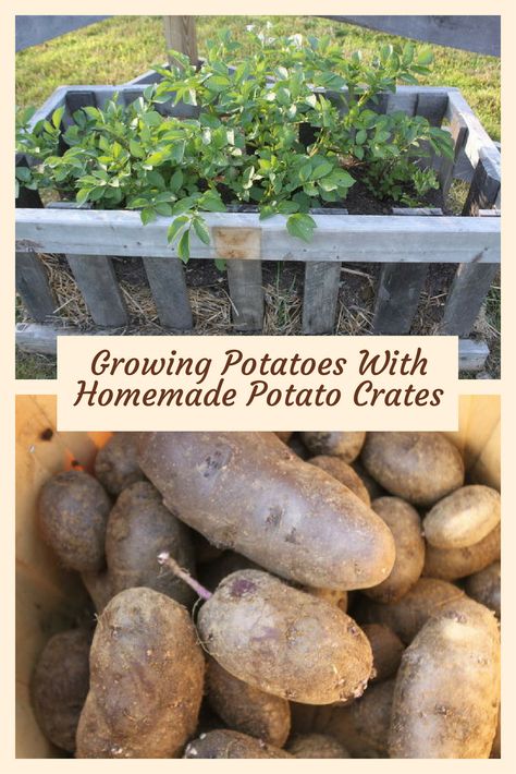 Growing Potatoes With Homemade Potato Crates - A husband and wife build a frame in their driveway. What it becomes? I love this DIY garden idea! Potato Crates Ideas, Gardening Potatoes, Urban Gardening Ideas, Tiny Farm, Edible Gardening, Homestead Ideas, Build A Frame, Wildlife Garden, Garden Growing