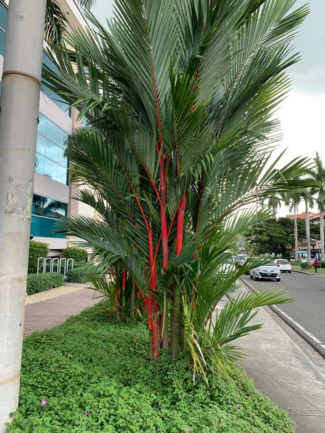 Cool plant with a red trunk #panama Pr Ideas, Potted Garden, Building Design Plan, Garden Tropical, Palm Garden, House Gate, Red Palm, Courtyard Gardens Design, Urban Landscape Design