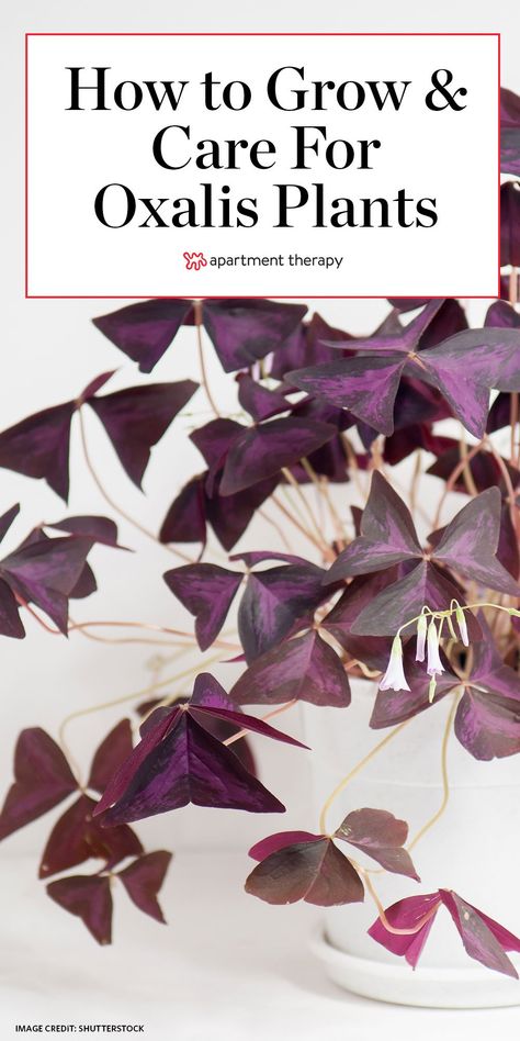 Purple Heart Plant, Shamrock Plant, Purple Shamrock, Clover Plant, Oxalis Triangularis, Plant Care Houseplant, Purple Plants, Inside Plants, Indoor Plant Care