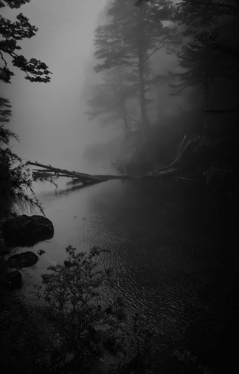 What if the Devil doesn’t know he’s the Devil? — Photo by William Mackie Dark Naturalism Aesthetic, Green Academia, Dark Naturalism, Dark Forest Aesthetic, Gothic Garden, Forest Background, Mysterious Places, Scary Places, The Fog