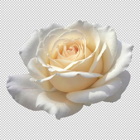 Rose Png, Rosé Png, Soft Rose, Cream Roses, Png Transparent, Design Elements, Free Download, Roses, Cream