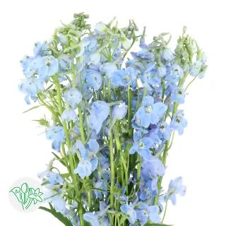 Belladonna Delphinium, Flower Delphinium, Light Blue Delphinium, Delphinium Flower, Clear Ocean, Blue Delphinium, Light Blue Flowers, Wildflower Bouquet, Spray Roses