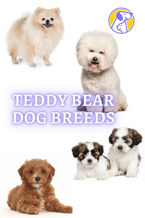 What breeds are Teddy Bear dogs? Are Teddy Bear dogs purebred? What is the temperament of a Teddy Bear dog breed? Who is the famous Teddy Bear dog? Teddy Bear Dog Breed, Teddy Bear Dogs, Bear Dog Breed, Bear Dogs, Teddy Bear Dog, Bear Dog, A Teddy Bear, Dog Images, Cute Teddy Bears