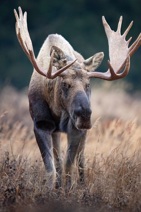 An Alaska bull moose with a large set of antlers strikes a pose of curiosity. Offered as a high-quality glossy print; high-gloss on metal; or 1 1/2-inch border-wrapped glossy premium canvas. Specific product information includes: GLOSSY PRINTS - Offered on professional photo paper with a glossy finish. METAL PRINTS - This relatively new medium preserves images by infusing dyes directly into specially coated aluminum sheets. Because the image is infused into the surface and not on it, images take on an almost magical luminescence. The ultra-hard, scratch-resistant surface is waterproof/weatherproof and can be cleaned easily (just avoid direct sunlight).  CANVAS - Photos are printed on silver-based photo paper, then bonded with high pressure and heat onto museum-quality canvas. Glossy finish Office Decor Christmas, Moose Pictures, North American Animals, Alaska Wildlife, Bull Moose, Moose Antlers, Aluminum Sheets, Paper Home Decor, Paper Home