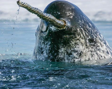 Ocean Obsessions shared a photo on Instagram: “#oceanschool is open seven days a week. The first time I looked inside the mouth of a narwhal, I…” • See 142 photos and videos on their profile. Narwhal Tusk, Canine Teeth, Canine Tooth, Sea Mammal, Whale Art, Photo Caption, Marine Mammals, Narwhal, Wildlife Animals