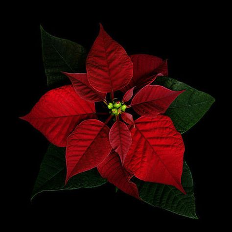 ✿❁✽Delightful✾✽❃ Jesus Birthday, Crucifixion Of Jesus, Star Of Bethlehem, Christmas Poinsettia, Christmas Flowers, Live Plants, Poinsettia, Christmas And New Year, Black Background