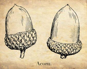 Acorn Drawing, Acorn Decor, Acorn Tattoo, Nature Sketchbook, Woodland Art Print, Woodland Illustration, Botanical Book, Acorn And Oak, Antique Botanical Print