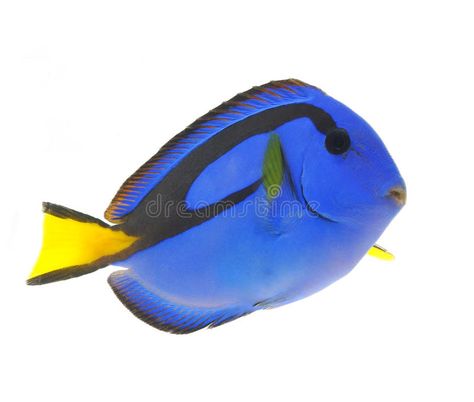 Fish Widget, Fish Reference, Blue Tang Fish, Fish Png, Tang Fish, Blue Tang, Marine Organism, Reef Fish, Fish Icon