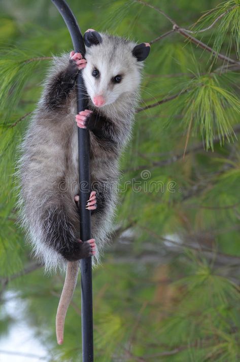 Possum on a Pole. Possum hanging from a pole , #AFF, #Pole, #Possum, #pole, #hanging #ad Baby Possum, Animal Lessons, Awesome Possum, Little Creatures, Warrior Cat, Cute Wild Animals, Cute Cats And Dogs, Animals Of The World, Sweet Animals