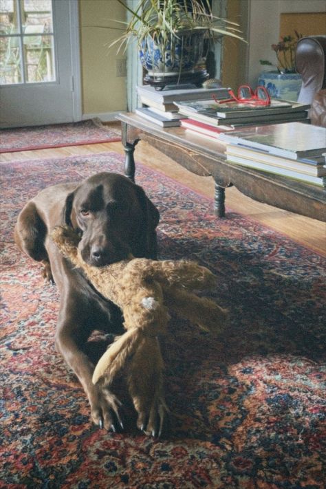 Chocolate Lab Aesthetic, Labrador Aesthetic, Lab Aesthetic, Chocolate Lab Puppies, Chocolate Labrador Retriever, Brand Shoot, Beautiful Chocolate, Home Dog, Chocolate Labrador