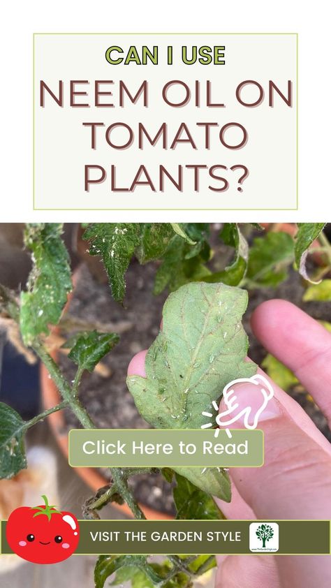 The pin shows tomato plant leaves affected by aphids. The pin title is "can I use neem oil on tomato plants?". Learn more by visiting TheGardenStyle.com Natural Insecticide, Shade Loving Perennials, Plant Pests, Garden Pest Control, Plant Diseases, Neem Oil, Tomato Garden, Tomato Plants, Garden Pests