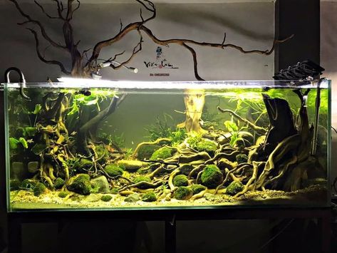 River Paludarium, Aquarium Layout, Aquarium Design Ideas, Axolotl Tank, Terraria House Design, Biotope Aquarium, Rimless Aquarium, Fish Aquarium Decorations, Fish Tank Themes